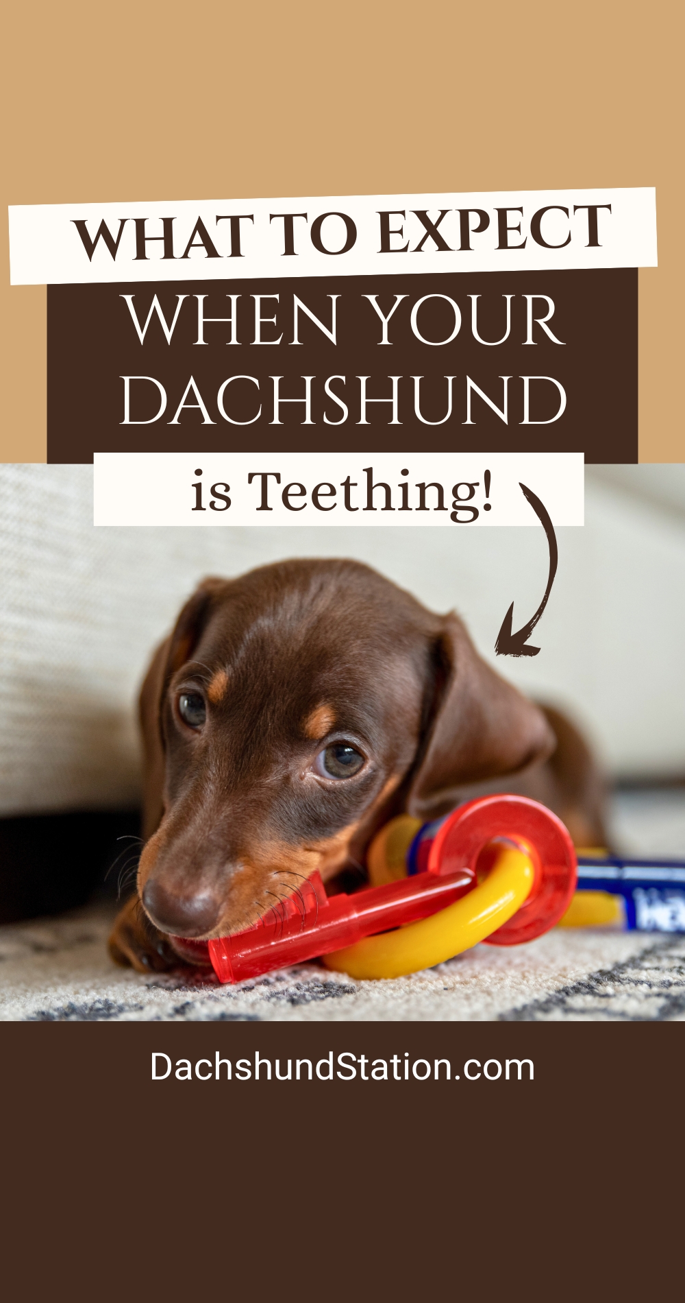 What to Expect When Your Dachshund Puppy Is Teething