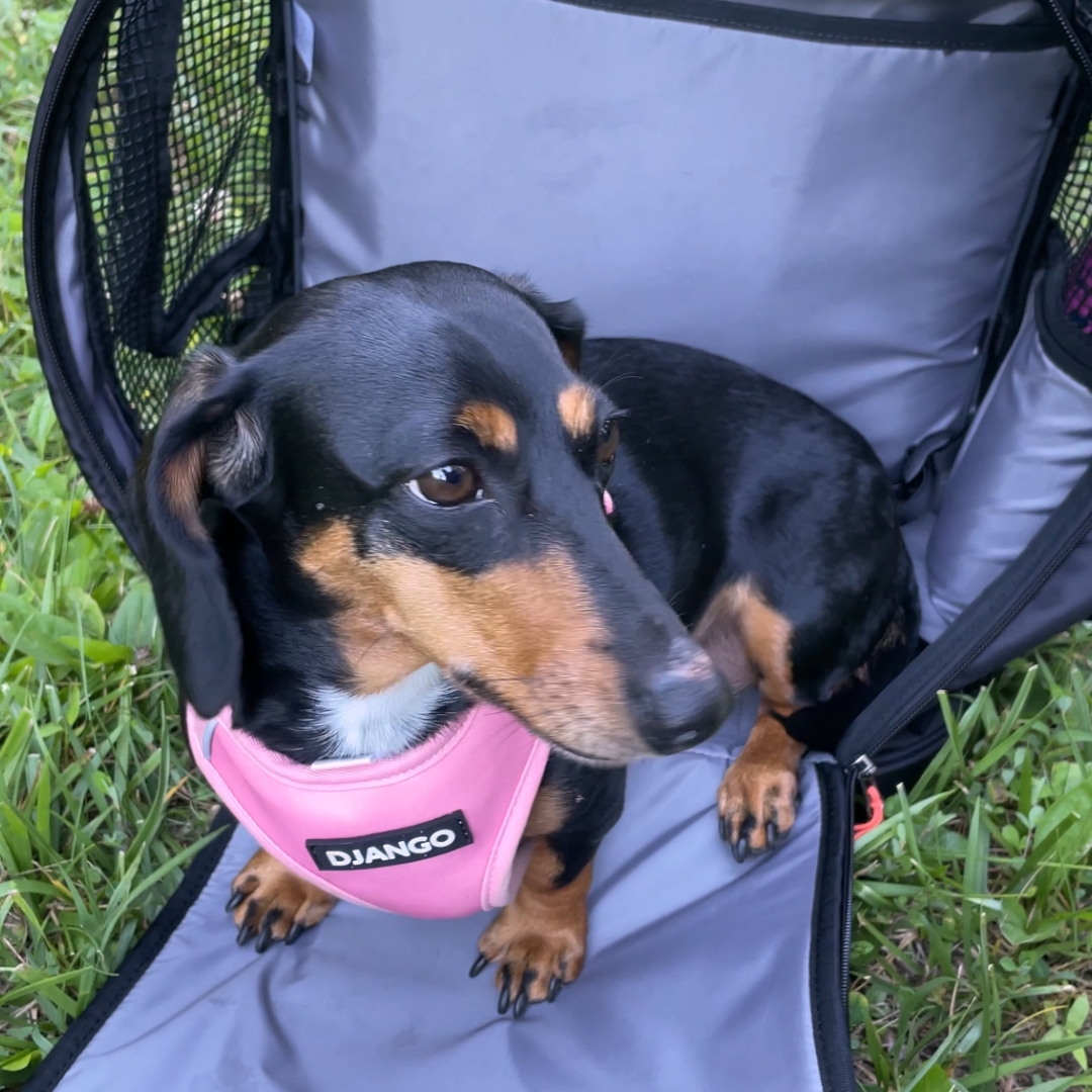 cute dachshund peeking out of a dog carrier