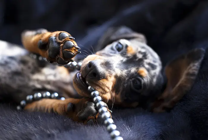 cute dapple dachshund puppy chewing on a toy cute dapple dachshund puppy chewing on a toy