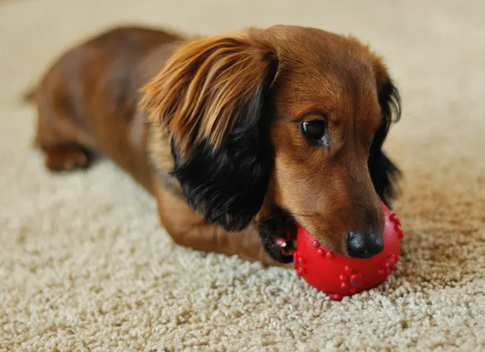 A long-haired miniature dachshund playing with red ball A long-haired miniature dachshund playing with red ball