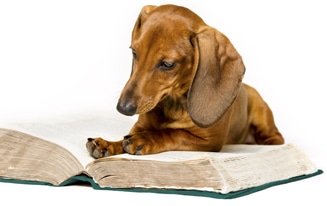 Commands To Teach Your Dachshund