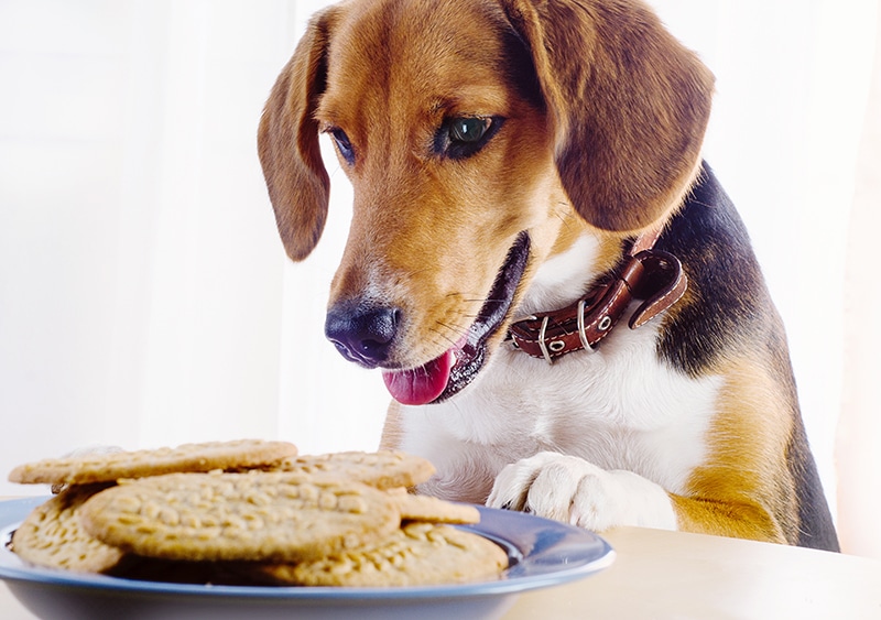 10 Easy Homemade Dog Treats For Little Dogs Dachshund Station