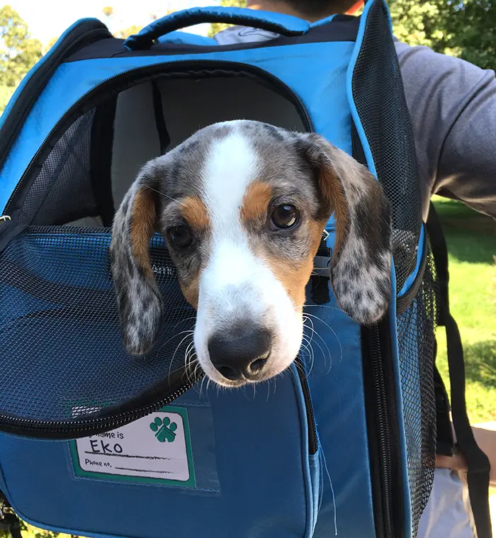 Best Dog Backpack For Miniature Dachshunds [Detailed Review