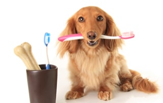 Ways To Brush Your Dachshund's Teeth