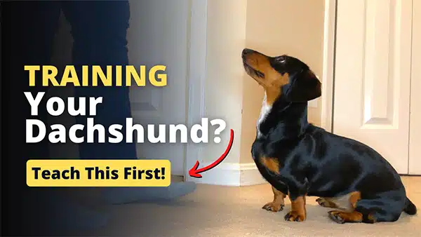 Teach a dachshund to sit video guide