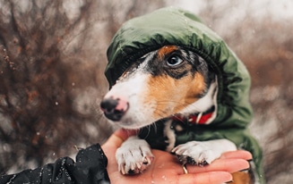 dachshund coats