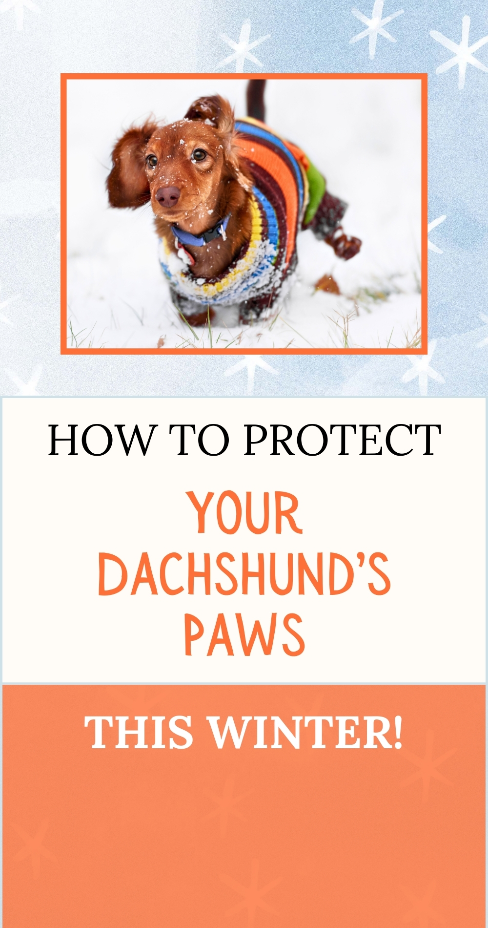 dachshund's paws