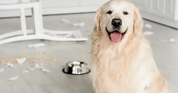 Dog Separation Anxiety Solutions Dog Separation Anxiety Solutions