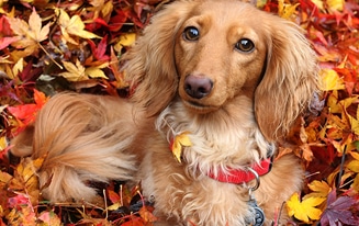 fall festival dachshund
