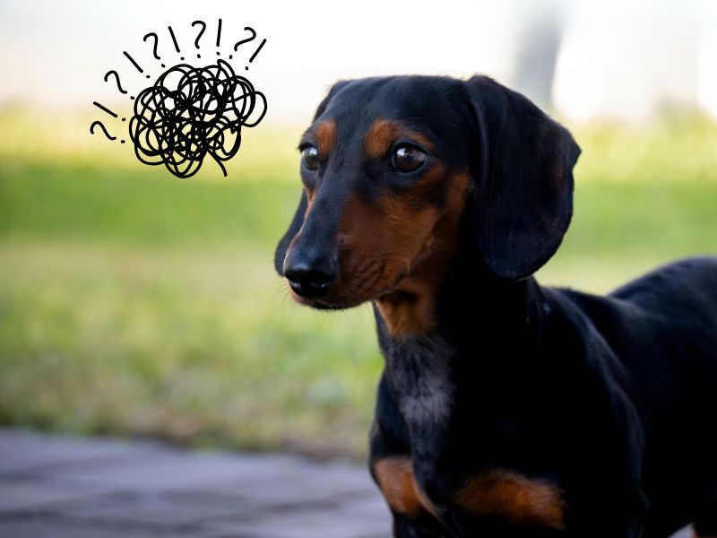 mini dachshund with separation anxiety