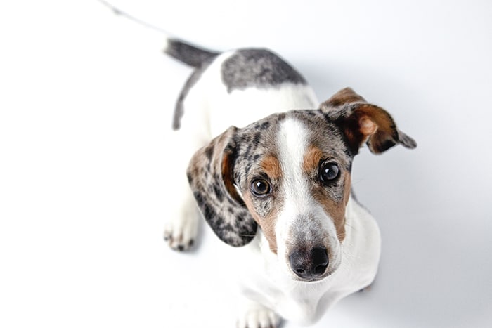 Adorable dachshund puppy with white, brown, and gray dapple and dachshund skin issues
