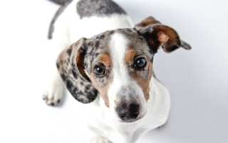 dachshund skin issues