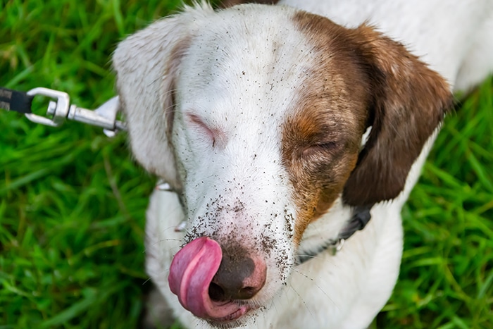 Why Is My Dachshund Eating Dirt? Why Is My Dachshund Eating Dirt?
