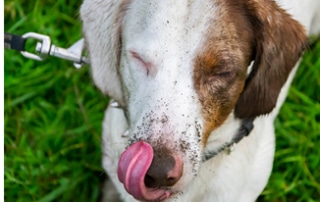 Why Is My Dachshund Eating Dirt?