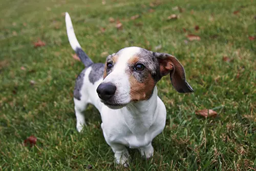 Little Dachshund puppy with white piebald and silver dapple fur Why Is My Dachshund Eating Dirt?