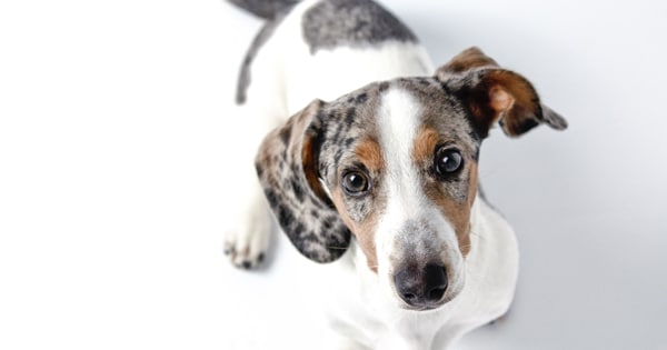 7 Ways To Prevent And Treat Dachshund Skin Issues Post