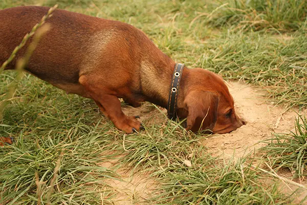 dachshunds hunt (1)_sm Are Dachshunds Still Used For Hunting?