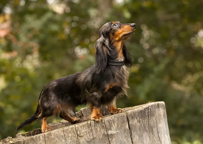 Portrait of dog breed long haired dachshund Are Dachshunds Still Used For Hunting?