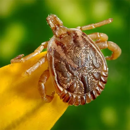 Brown tick keep ticks off your dog