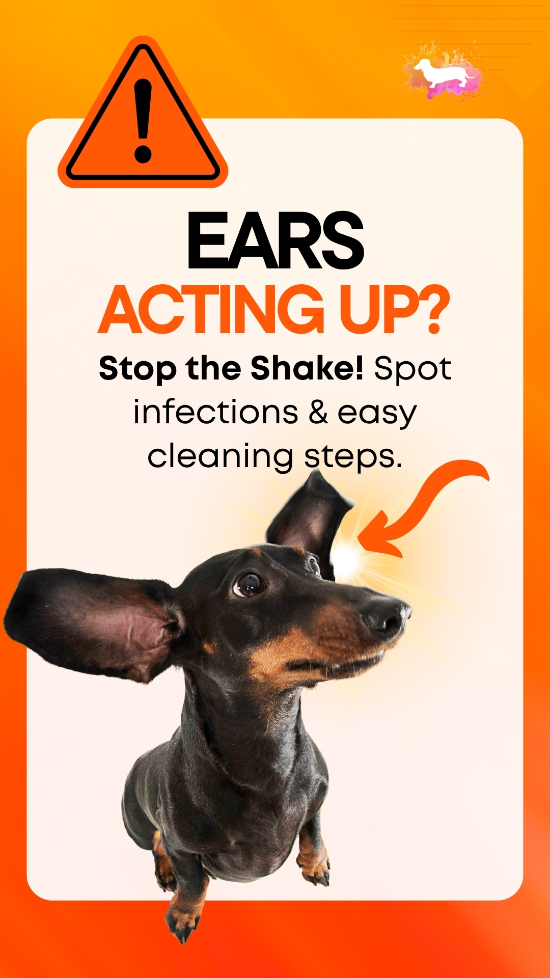 Reasons Why Dachshunds Shake Their Ears Reasons Why Dachshunds Shake Their Ears