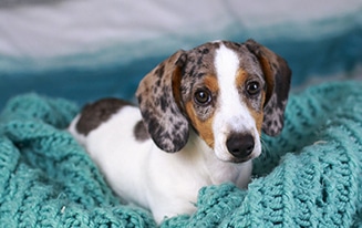 dachshund proof your home