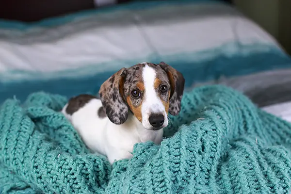 dachshund puppy teething