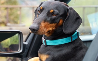 Seat Belts For Dachshunds
