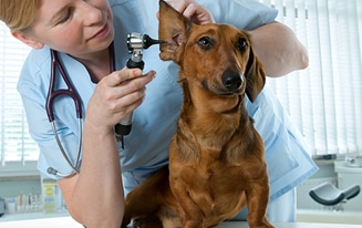 Dachshunds Shake Their Ears