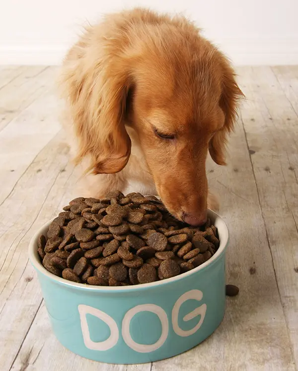 dachshund dog eating dog food out of her dish. Slow Feeder Bowls For Dachshunds
