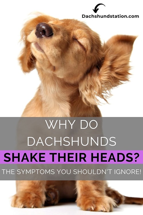 Why Do Dachshunds Shake Their Head? Symptoms You Shouldn’t ...