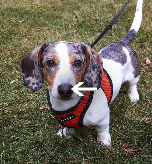 cute mini dachshund with lighter colored nose from plastic dog bowl cute mini dachshund with lighter colored nose from plastic dog bowl