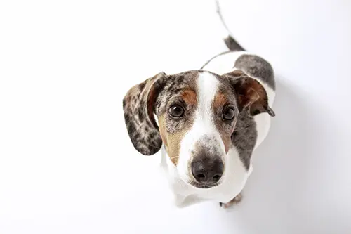 Cute Dachshund puppy dog with white and spotted fur looking at t Protect Your Dachshund From Sunburn