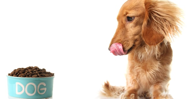 best slow feeder bowls for dachshunds