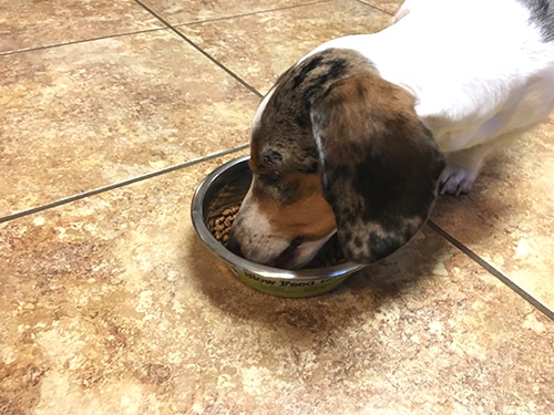 dachshund eating out of a stainless steel slow feeder dog bowl dachshund eating out of a stainless steel slow feeder dog bowl