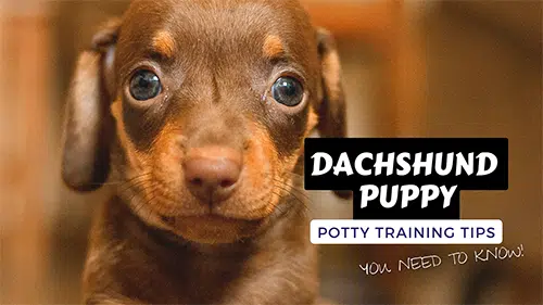 Best Puppy potty training tips