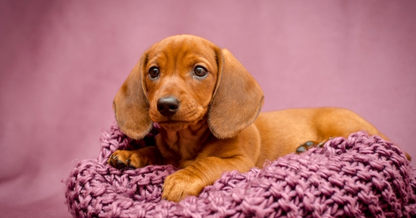 Complete Dachshund Puppy Guide Post