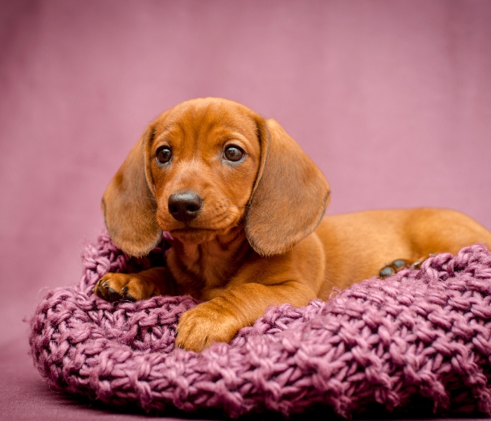 Complete Dachshund Puppy Guide Complete Dachshund Puppy Guide