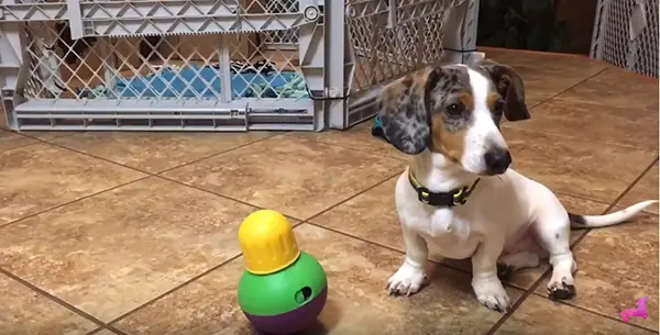 cute piebald dachshund sitting next to the bob a lot dog toy cute piebald dachshund sitting next to the bob a lot dog toy
