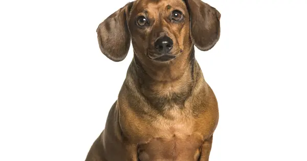 Weight loss tips for dachshunds post Weight loss tips for dachshunds post