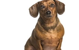 fat dachshund