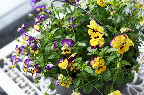 Colorful Pansies in a Bucket Colorful Pansies in a bucket on a white metal table