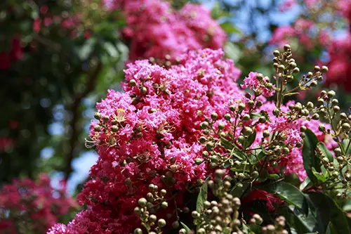 Bright Pink Crepe Myrtle Flowering tree in bloom Bright Pink Crepe Myrtle Flowering tree in bloom