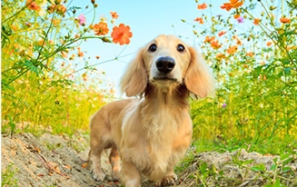 Flowers You can Plant In A DOG-SAFE Garden