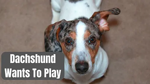 Signs your dachshund is bored