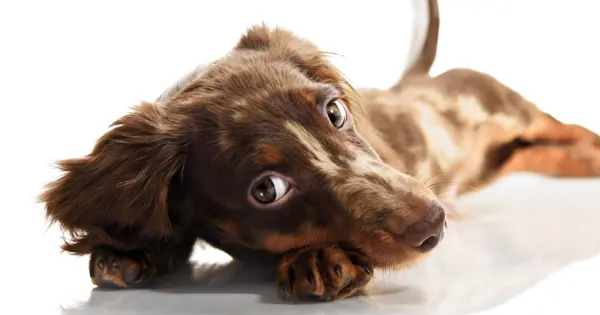 bored dachshund