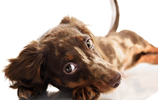 Signs your dachshund is bored