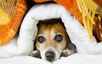 dog to human disease