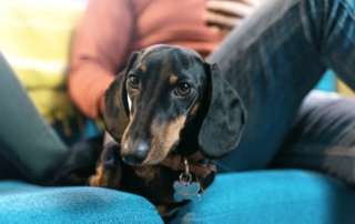 How Do Dachshunds Choose Their Favorite Person