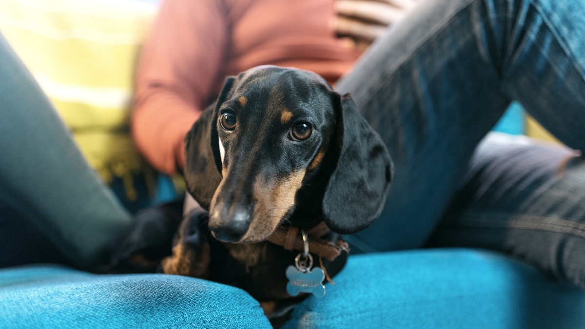 How Do Dachshunds Choose Their Favorite Person