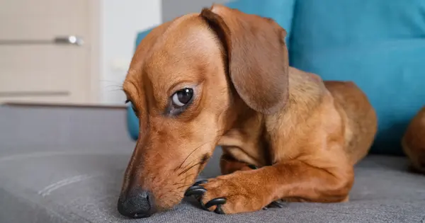 Keep A Dachshund Happy In An Apartment Keep A Dachshund Happy In An Apartment